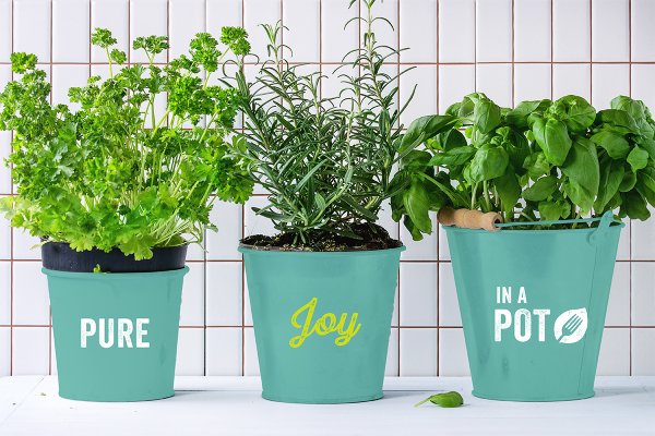 Pure joy in a pot